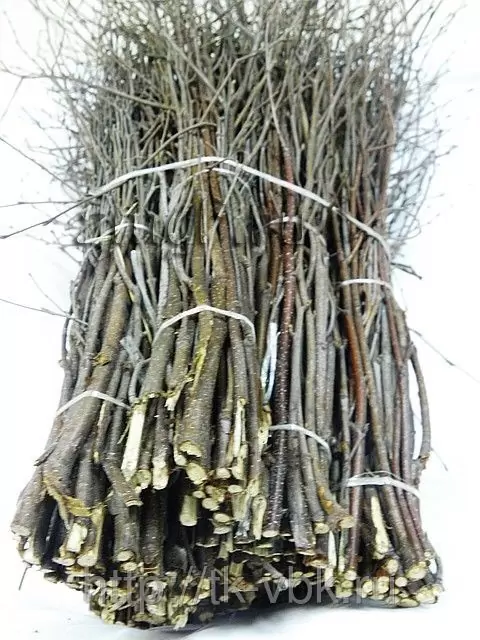 Метла берёзовая